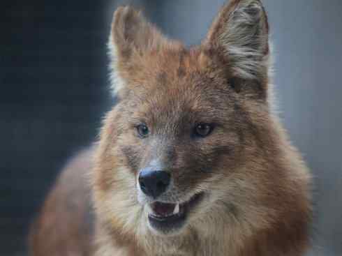 狈：传说的兽原型探秘（豺）