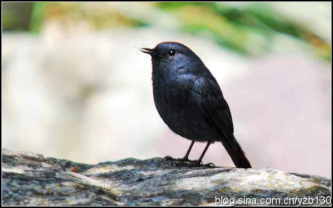 神农架的第二只鸟——红尾水鸲（组图）