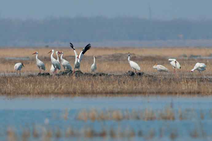 【新鸟】暮春观白鹤☆
