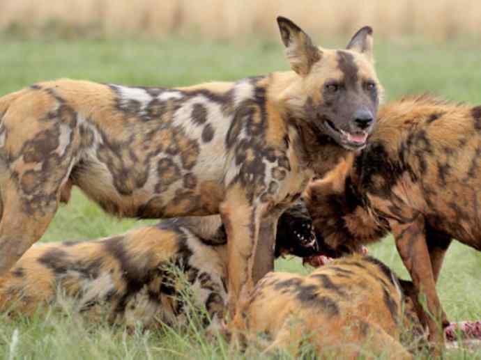 犬科：薮犬亚科非洲野犬属之非洲野犬