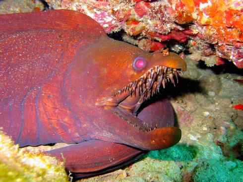 龙:传说的兽原型探秘(鲤鱼) 龙:传说的兽原型探秘(鲤鱼)