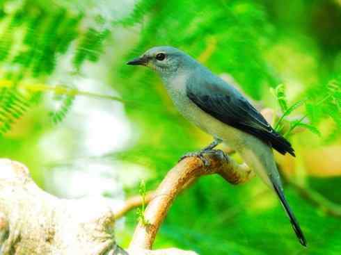 美丽无罪：雀鸟之山椒鸟