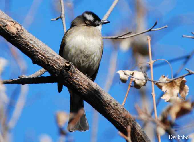 酷派十足滴白头鹎