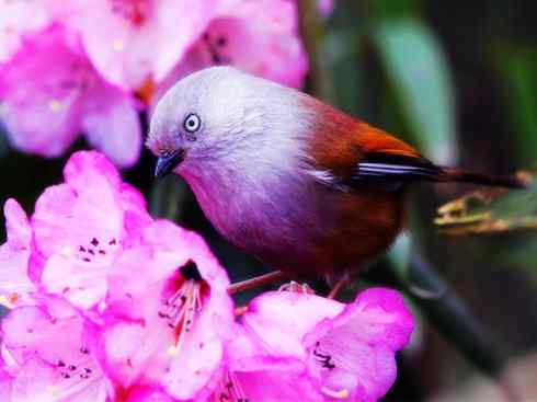 美丽无罪：雀鸟之噪鹛