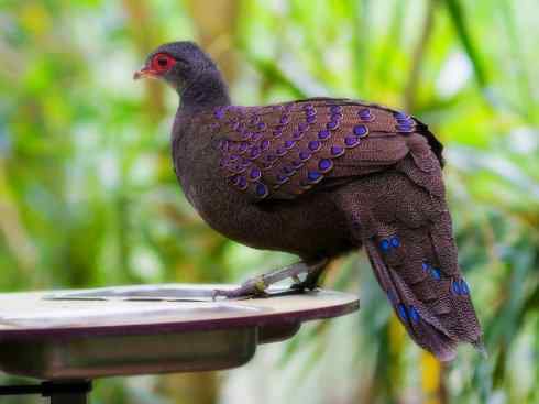 凤凰：传说中的鸟原型探秘（孔雀雉）