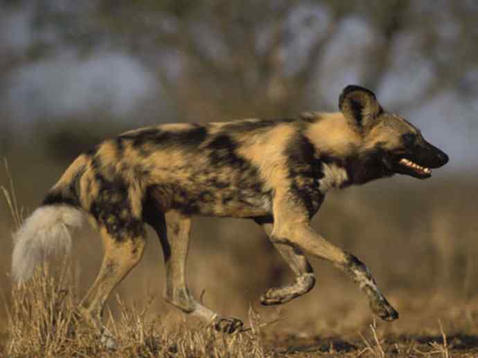 犬科：薮犬亚科非洲野犬属之非洲野犬