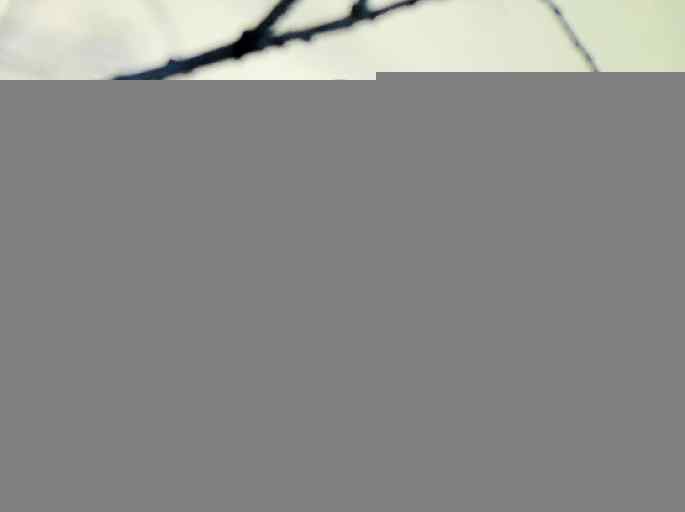 河北乐亭拍鸟——新进账的鸟儿