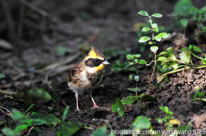 雌性黄喉鹀（6）