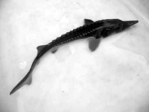 鱼类活化石:中华鲟 鱼类活化石:中华鲟