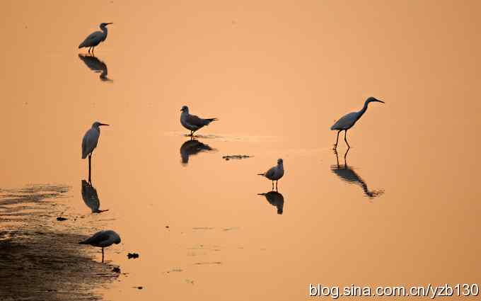 湿地的早晨（组图）