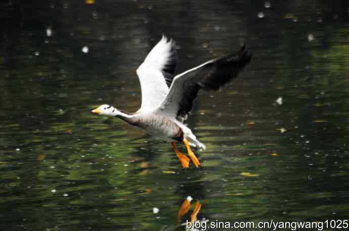 斑头雁(抓拍)3 斑头雁(抓拍)3