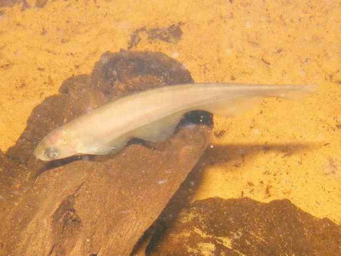 鱼类活化石：铠甲弓背鱼