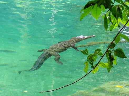 龙：传说的兽原型探秘（鳄类）