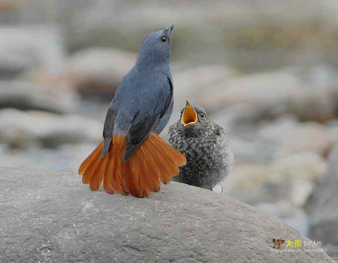 父爱如山：实拍红尾水鸲和它的四个宝宝们