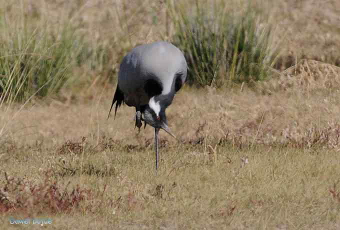 达里诺尔湖的蓑羽鹤 达里诺尔湖的蓑羽鹤