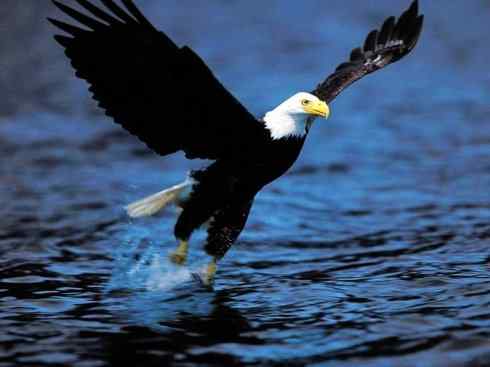 白头鸟系列:另类的美丽(白头海雕)