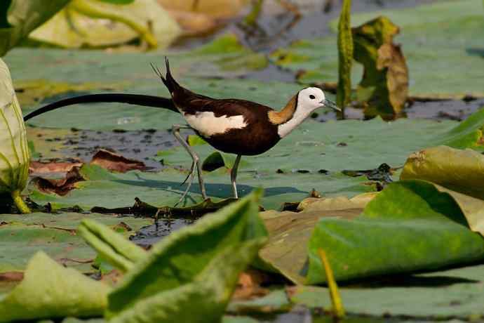 金领仙风.水凤凰