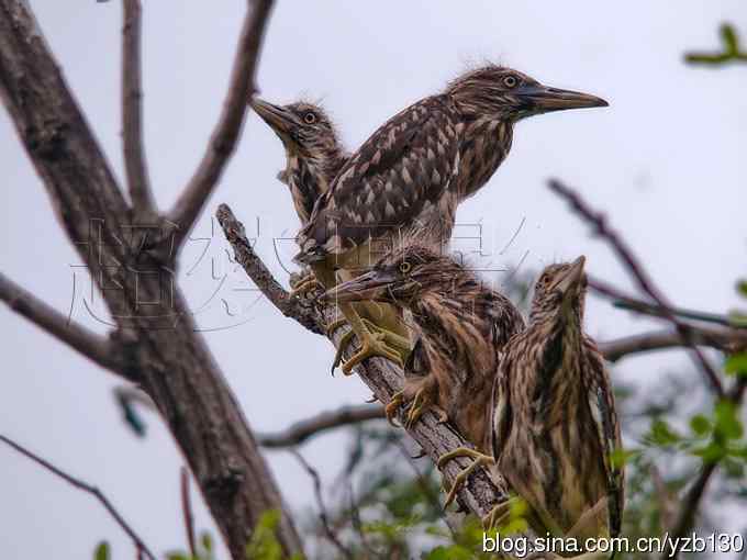 聆听超萌鈥溞∫光澢ㄗ橥迹24张图片）