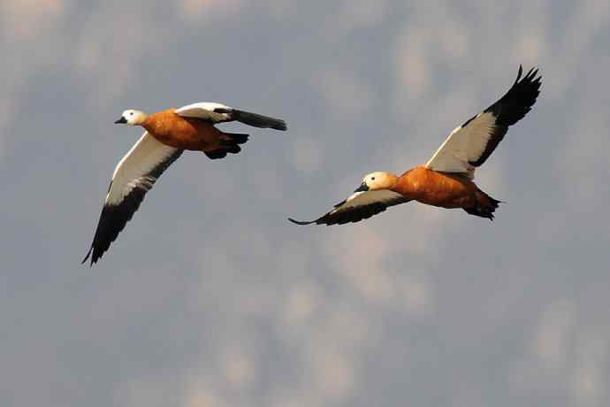 美丽的野鸭湖 美丽的野鸭湖