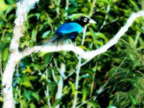 猎奇：长尾鸟雀之二（天堂鸟、维达雀、霸鹟）