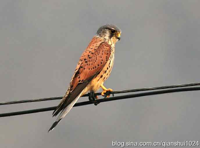 红隼的美味午餐(白河湾)