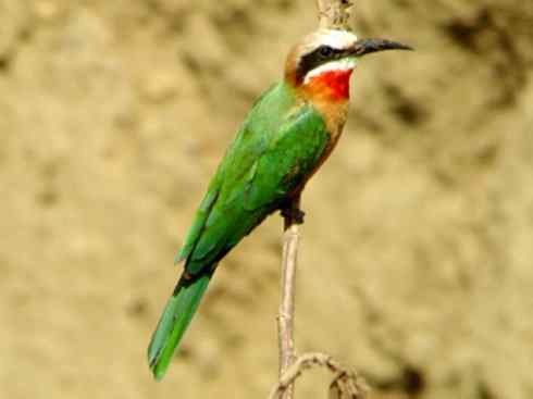 绝色攀禽:佛法僧目之蜂虎4 绝色攀禽:佛法僧目之蜂虎4