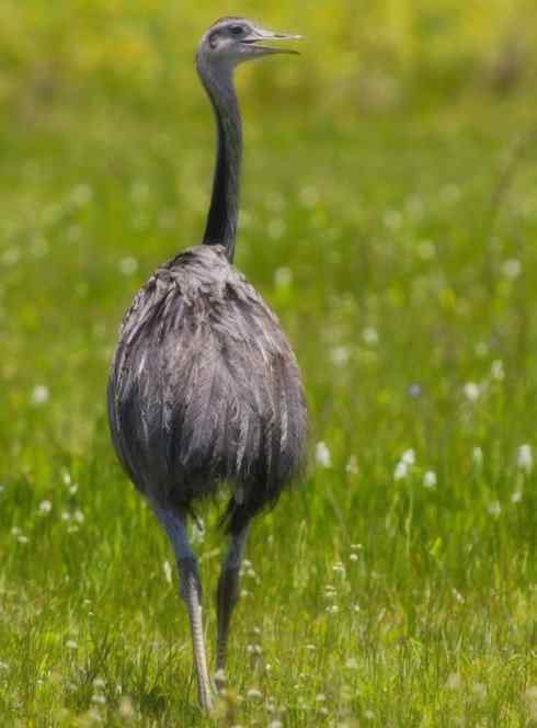 家禽驯化之源之十二