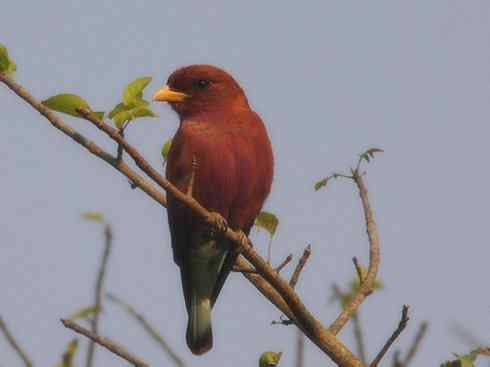 绝色攀禽：佛法僧目之三宝鸟