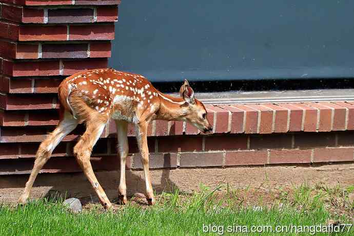 误入校园的小鹿
