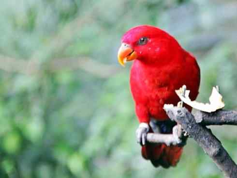 极品红色鸟类：红色吸蜜鹦鹉