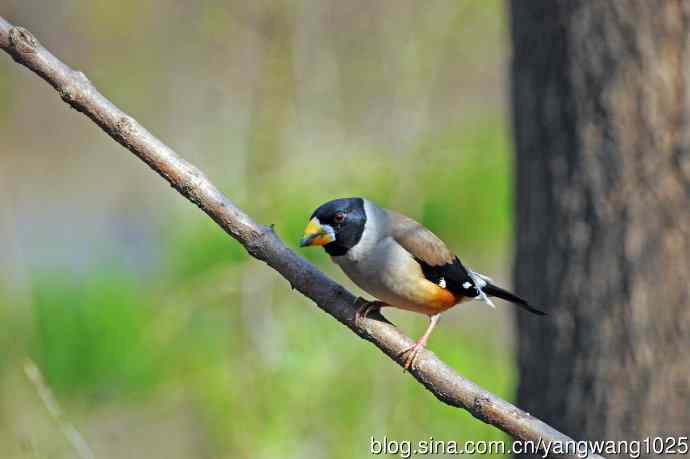 雄性黑尾蜡嘴雀（1）