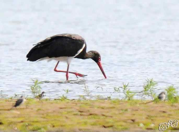 白河堡&nbsp;wbr路&nbsp;wbr路遇黑鹳