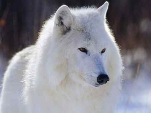 白虎：传说的兽原型探秘（孟加拉虎）