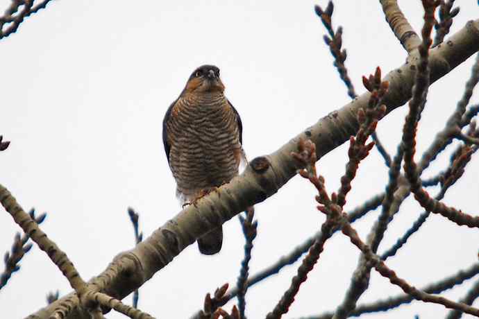 北京植物园赏鸟（九），雀鹰（组图）