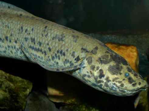 鱼类活化石：非洲肺鱼