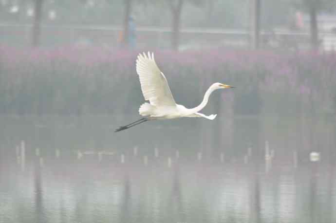 奥林匹克公园白鹭飞 wbr2