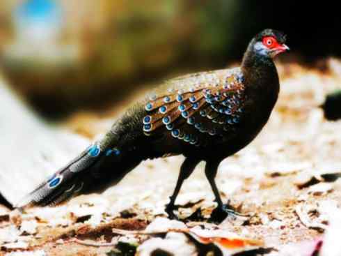 凤凰：传说中的鸟原型探秘（孔雀雉）