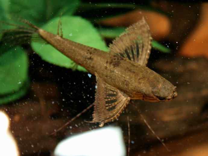 鱼类活化石：齿蝶鱼