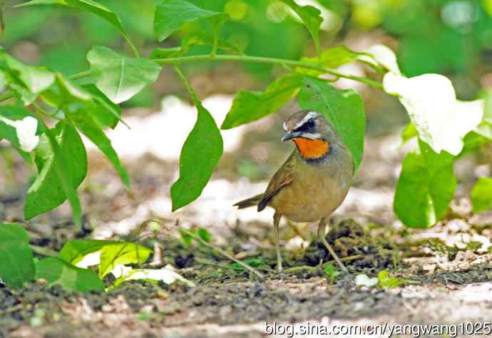 红喉歌鸲（10）