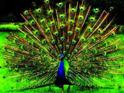 家禽驯化之源之七