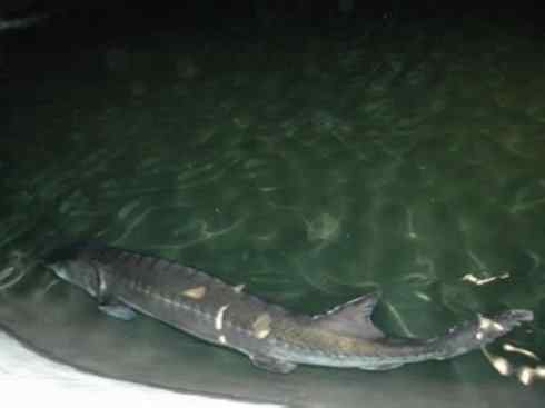 鱼类活化石:中华鲟 鱼类活化石:中华鲟