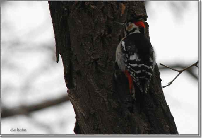 参加自然之友观鸟活动