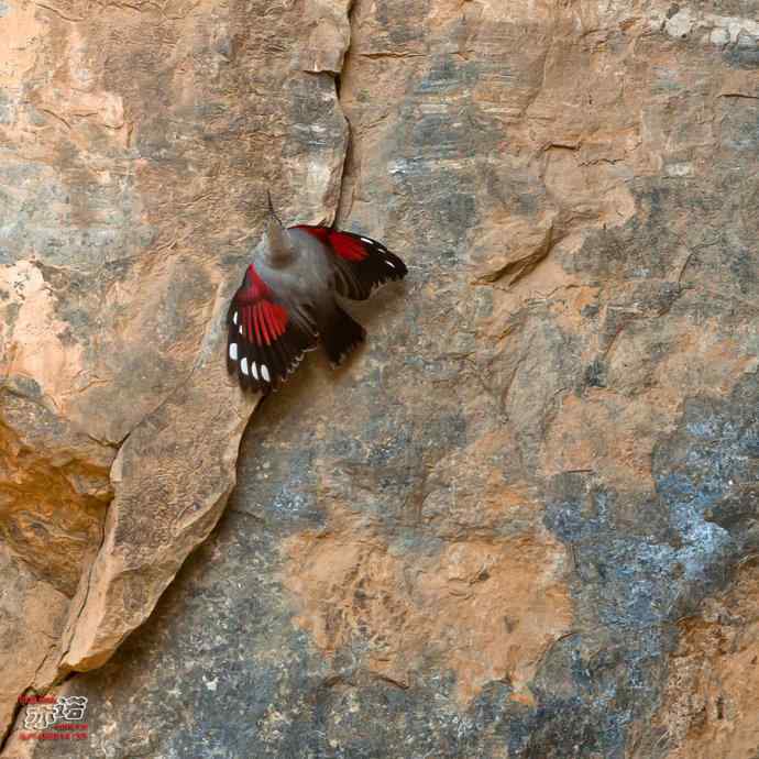 北京十渡 wbr路 wbr红翅旋壁雀 北京十渡 wbr路 wbr红翅旋壁雀