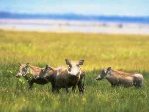 动物世界：山寨还是原创之四