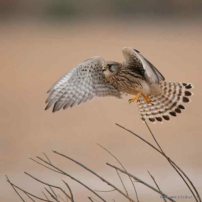 盘点野鸭湖（我的2012年）