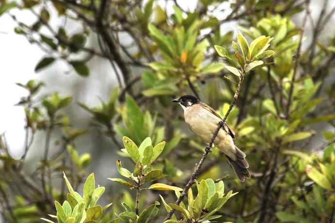 摄鸟拾趣 wbr白头鹎的再邂逅