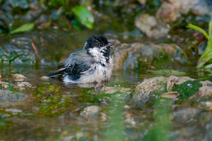 锡嘴雀与大山雀
