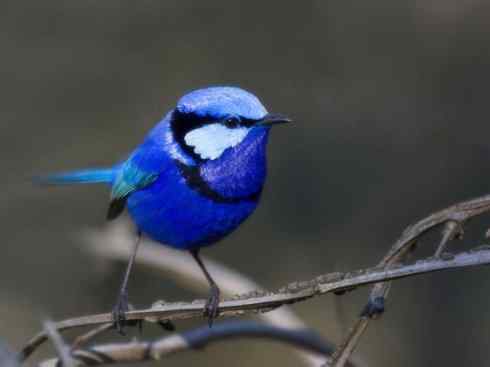 美丽无罪：雀鸟之鹩莺