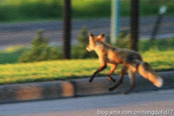 过街狐狸