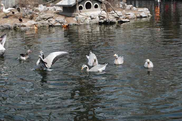 激战水禽湖（抓拍）